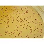 奥玛（唐山）生物工程有限公司