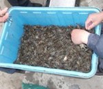 水阳农户养殖生态蟹苗