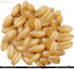 温江国家粮食储备库现金收玉米小麦