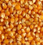成都东湖农牧集团求购玉米小麦棉粕麸皮