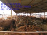西门塔尔牛养殖肉牛养殖场三元杂交牛价格