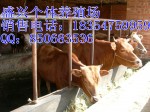 四川贵州云南大型肉牛养殖场西门塔尔夏洛莱利木赞等优质肉牛