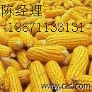 兴牧饲料现金求购玉米小麦