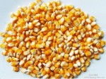 华孝求购：玉米、高粱、小麦