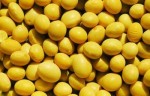 全国最低价批发进口大豆