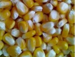 四川省中一研究院养殖基地大量收玉米