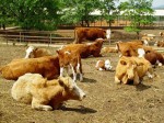 鲁西黄牛养殖一年的利润是多少？
