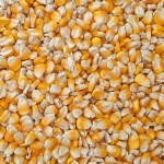 武佳饲料大量求购玉米