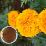 万寿菊提取物 叶黄素 代替合成 加丽素 天然饲料着色剂