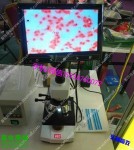 1600倍显微镜 猪用显微镜 视频显微镜 精液显微镜
