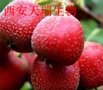 山楂提取物 山楂浸膏