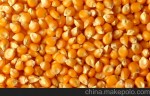 大量收购玉米