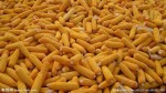 国储库求购玉米小麦大米高粱大豆