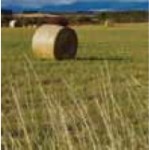 澳洲进口燕麦草