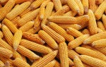 玉米小麦主产区,全年供应玉米、小麦,自有粮库，过风筛,全年有货