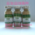 湖北益生菌em菌种菌液养蚕使用方法