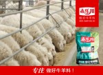 肉羊专用复合预混料