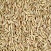 芬兰皮燕麦，食用加工、饲料燕麦，可长期合作。