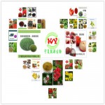  葫芦巴叶提取物 10:1 苦豆叶提取物 10:1 全水溶苦豆叶粉