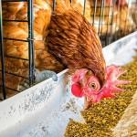 家禽水产养殖专用添加剂二水硫酸钙 饲料添加剂硫酸钙