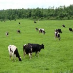 动物饲料兽药用添加剂二水硫酸钙