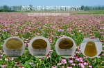 紫锥菊提取物 抗病毒  抗流感 兽用 禽药 猪药