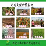 黄芩浸膏粉 黄芩苷 黄芩提取物厂家批发