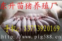 东升三元苗猪繁育基地
