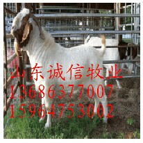 山东梁山畜牧局诚信牧业肉牛羊养殖供求基地