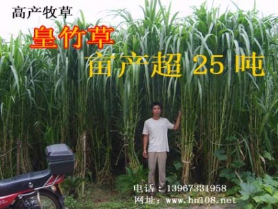 浙江海宁市皇竹草育种基地