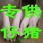 阳光猪业