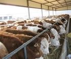 山东润吉牧业大型肉牛肉羊肉驴综合养殖调拨基地