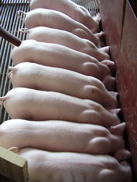 江苏易养苗猪繁殖厂