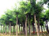 山东祥宸苗木种植基地