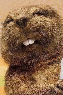 北京鼎云雄商贸有限公司