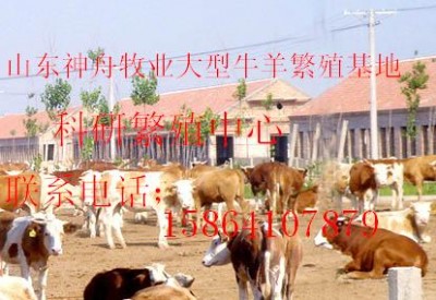 山东神舟牧业大型肉牛羊繁殖基地