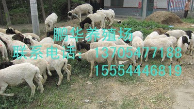 鹏华养羊场