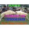 山东梁山畜牧局牛羊良种养殖调拨基地