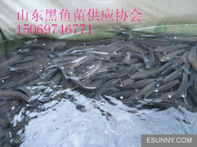 山东黑鱼苗供应协会